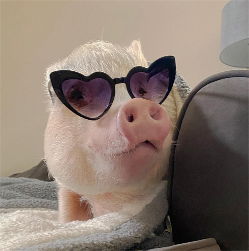 Hamlet the Piggy